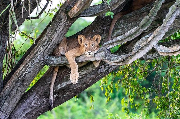 Cedarberg Travel | Luxury Uganda - Murchison Falls, Chimps & Gorillas