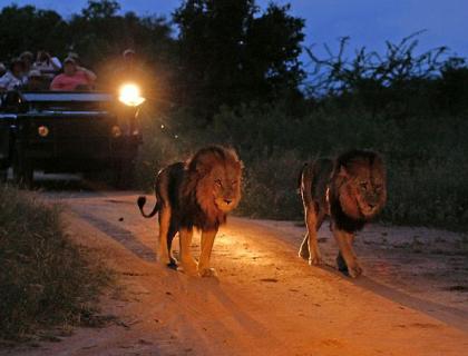 Sabi Sands safari - game drive in evening