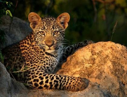 Leopard on a Sabi Sands safari