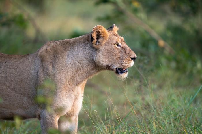 Cedarberg Travel | Silvan Safari
