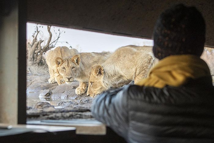 Photo hide at Mashatu in Tuli Block Botswana, remote safari lodges of Botswana