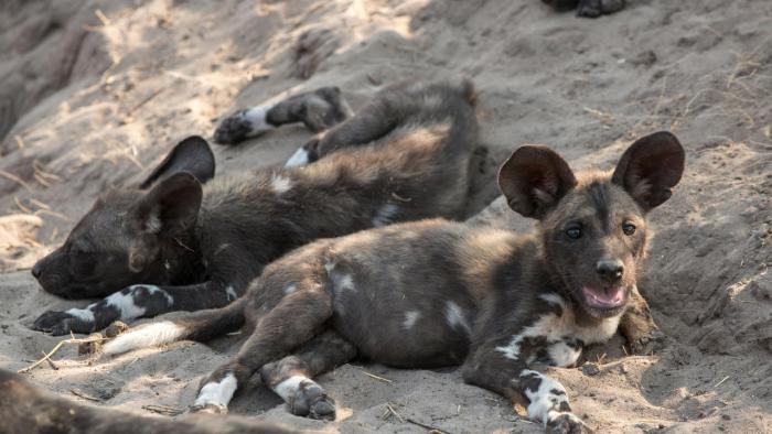 Cedarberg Travel | andBeyond Sandibe Okavango Safari Lodge