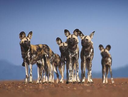 Adventurous Self-drive safari routes in South Africa & Namibia
