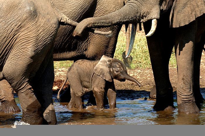 Zambia tour packages - elephants in South Luangwa