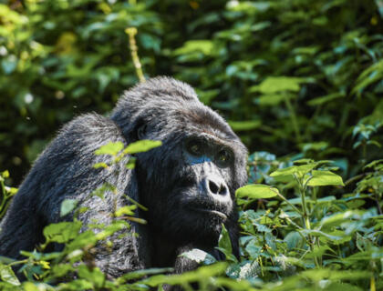 East Africa Safari incl Gorilla Trekking in Uganda