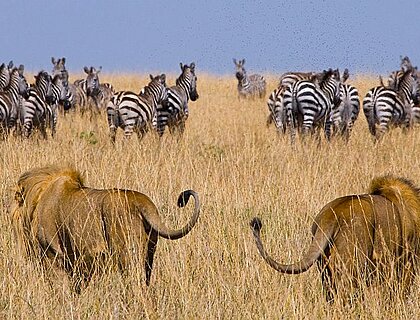 The cost of a safari in Kenya in 2025?