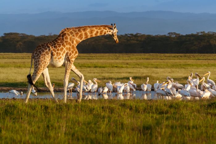 Giraffe at Lake Nakuru - Great Rift valley lakes