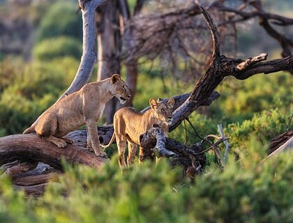 The cost of a safari in Kenya in 2025?
