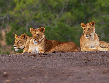 The cost of a safari in Kenya in 2025?