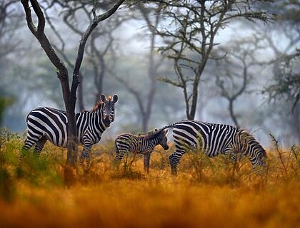 What does a Gorilla safari cost in Rwanda or Uganda?