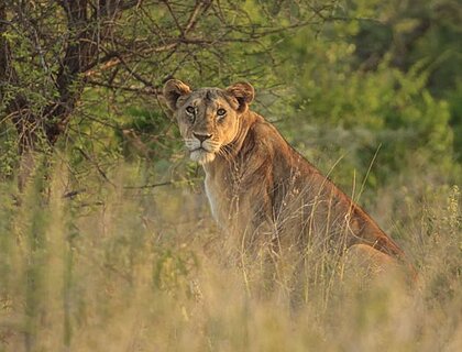 The cost of a safari in Kenya in 2025?