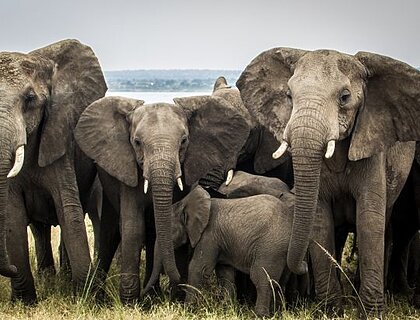Elephant in Murchison Falls National Park