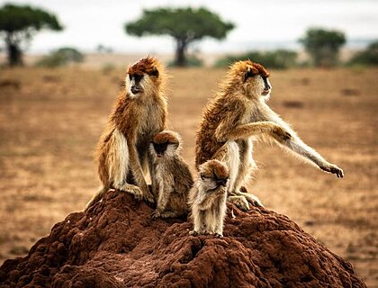 Game viewing in Murchison Falls National Park