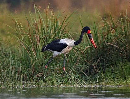 Saddle back stork n Murchison Falls National Park
