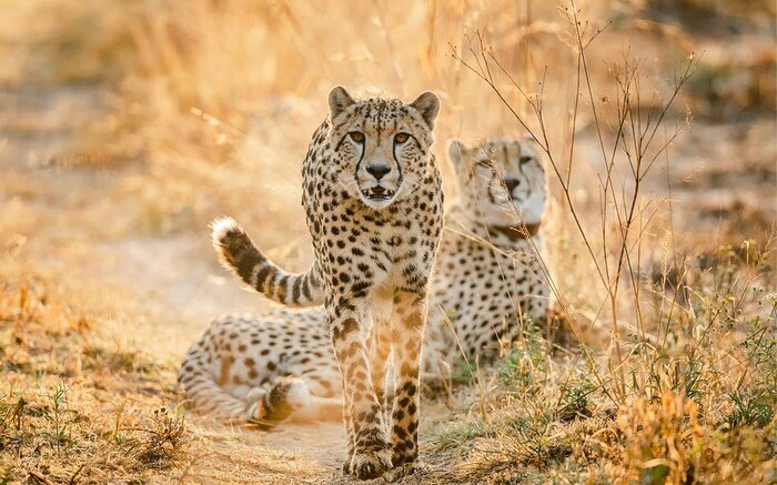 Cedarberg Travel | KwaZulu Natal Bush & Beach with GweGwe 10 nights