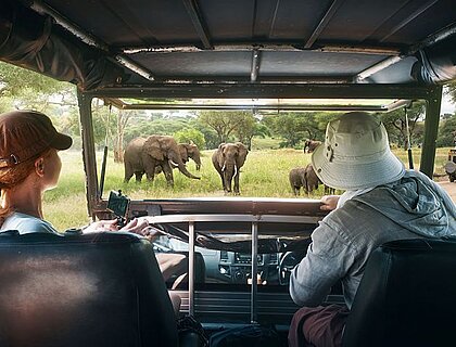 Family safari in Africa - watch wild elephants on safari tour in Africa