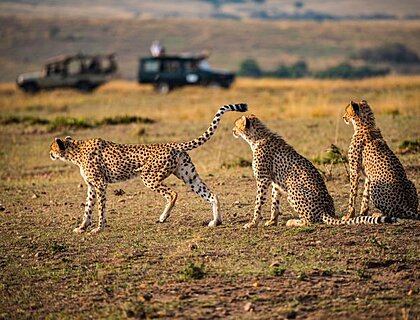 Kenya Masai Mara safari - Vehicles with Cheetah