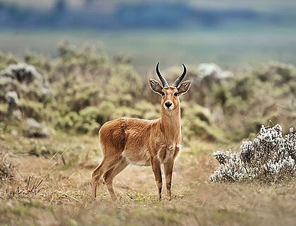 Bale Mountains - Bofor reedbuck on Sanetti Plateau