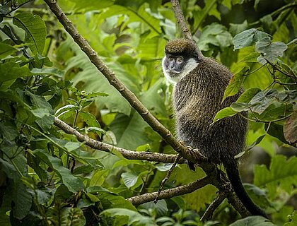Bale Mountains - Bale Mountains vervet (Chlorocebus djamdjamensis) or Bale Monkey. Bale Mountains National Park. Ethiopia.