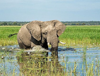 Caprivi Strip - Close encounter with a bull elephant. African elephant eating at the Okavango River in Mahango National Park in Namibia in the green season.