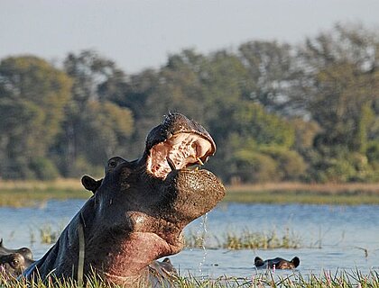 Caprivi Strip - Hippo in Mahango core