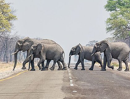 A family herd of elephants crossing the road in the Caprivi Strip, Namibia