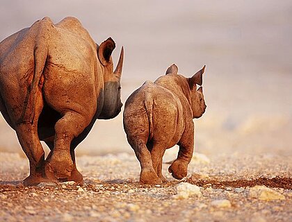 Etosha safaris - Black rhino in Etosha