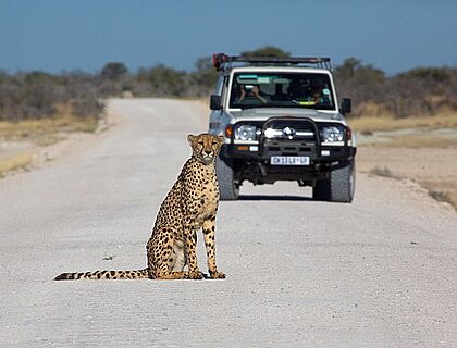 Etosha self drive safari - cheetah in the road