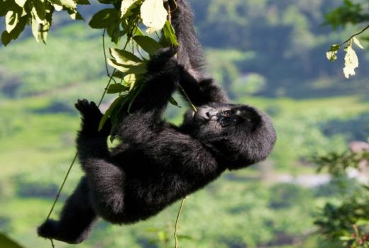 When is the best time see Gorillas in Rwanda or Uganda?