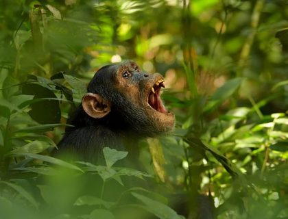Kibale Chimpanzee trekking