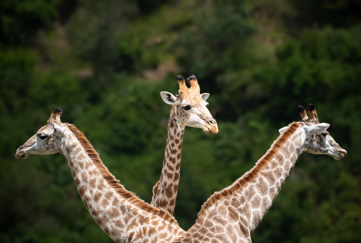 Cedarberg Travel | Botlierskop Private Game Reserve