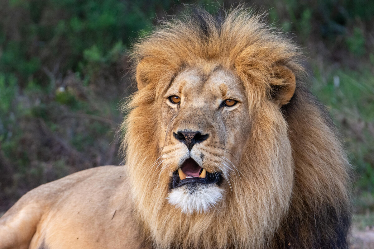 Cedarberg Travel | Botlierskop Private Game Reserve