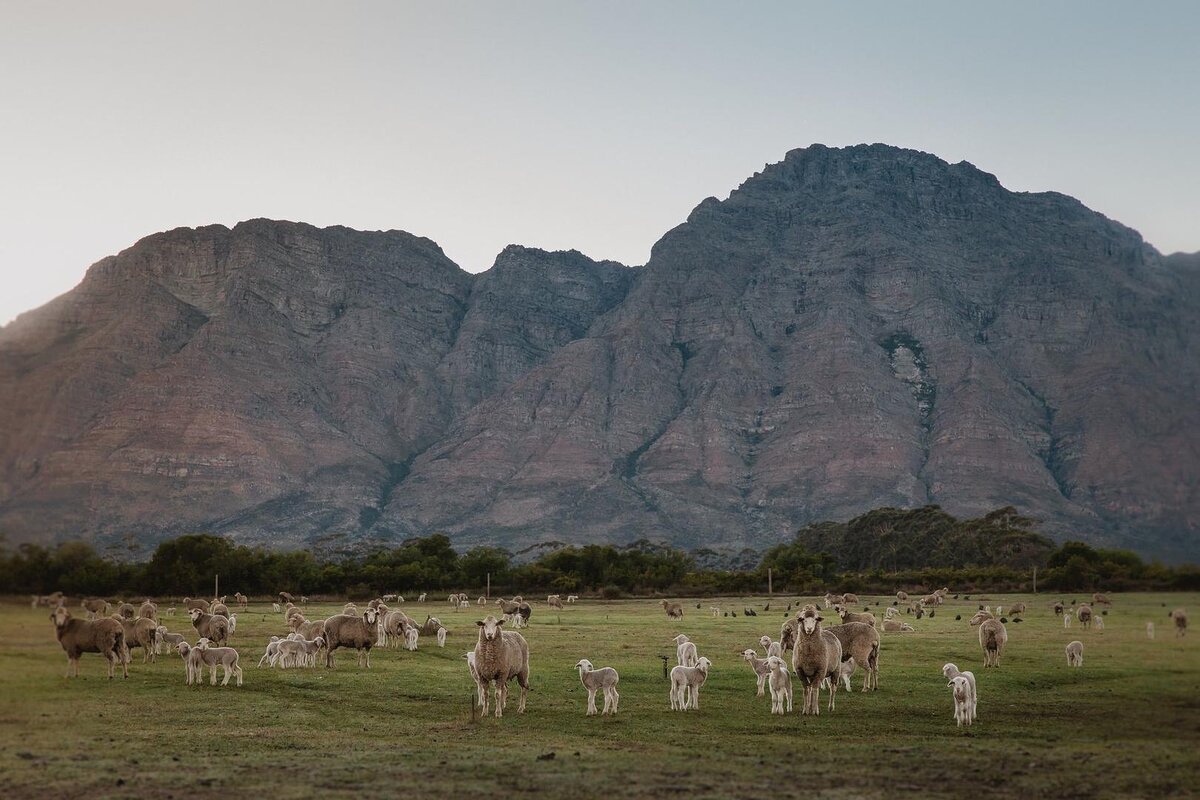 Cedarberg Travel | Bartholomeus Klip Farmhouse