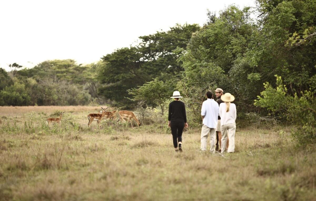 Cedarberg Travel | andBeyond Phinda Zuka Lodge