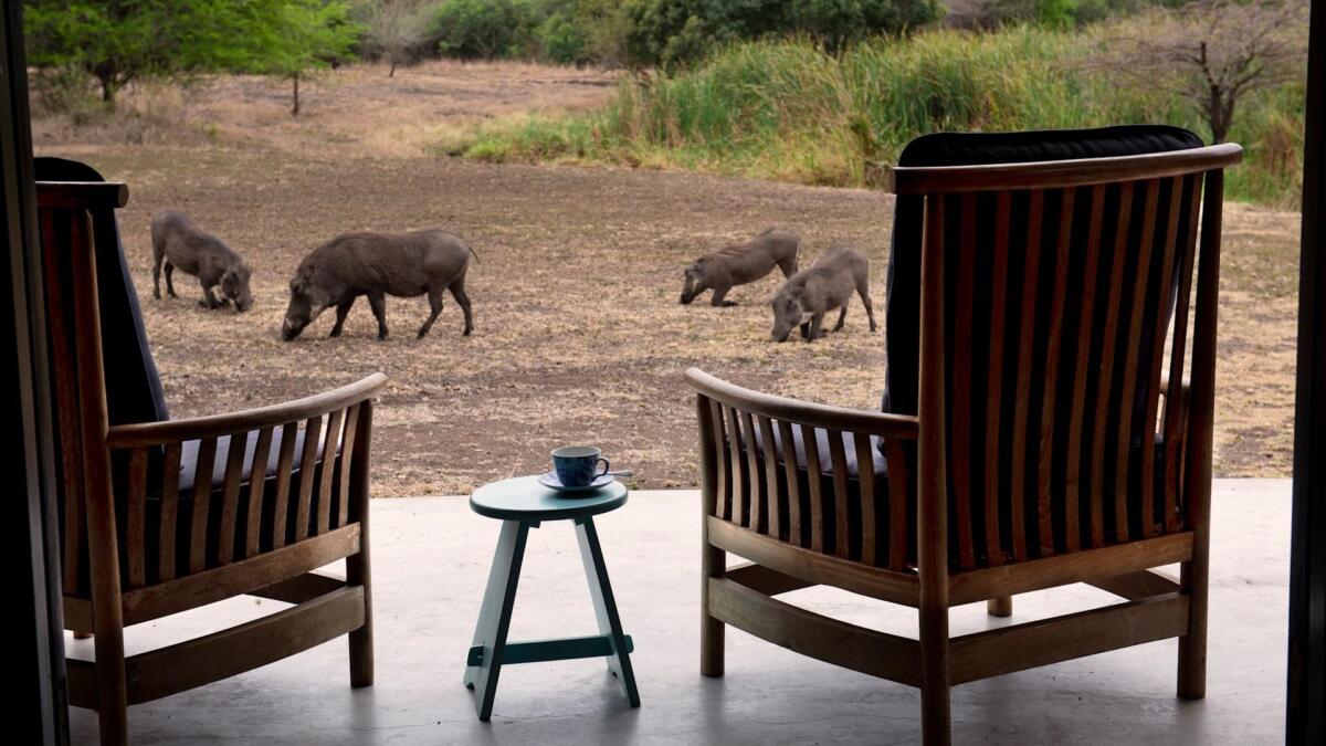 Cedarberg Travel | andBeyond Phinda Zuka Lodge