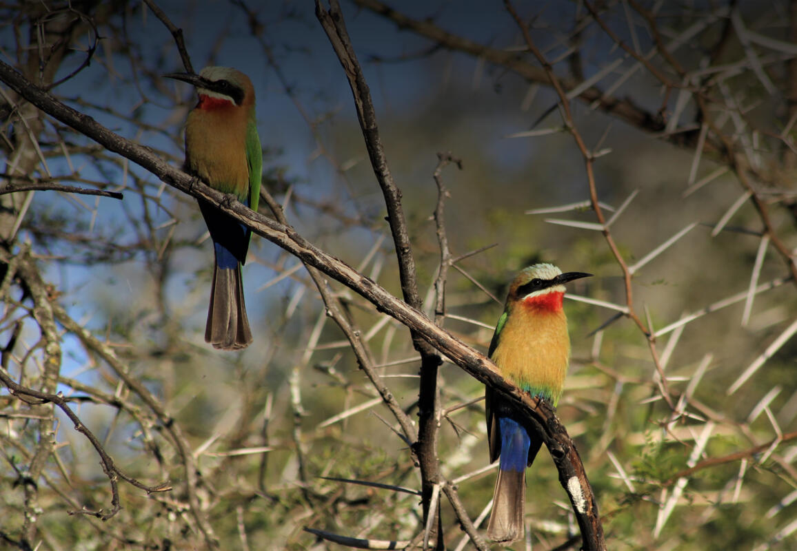 Cedarberg Travel | Elephant House