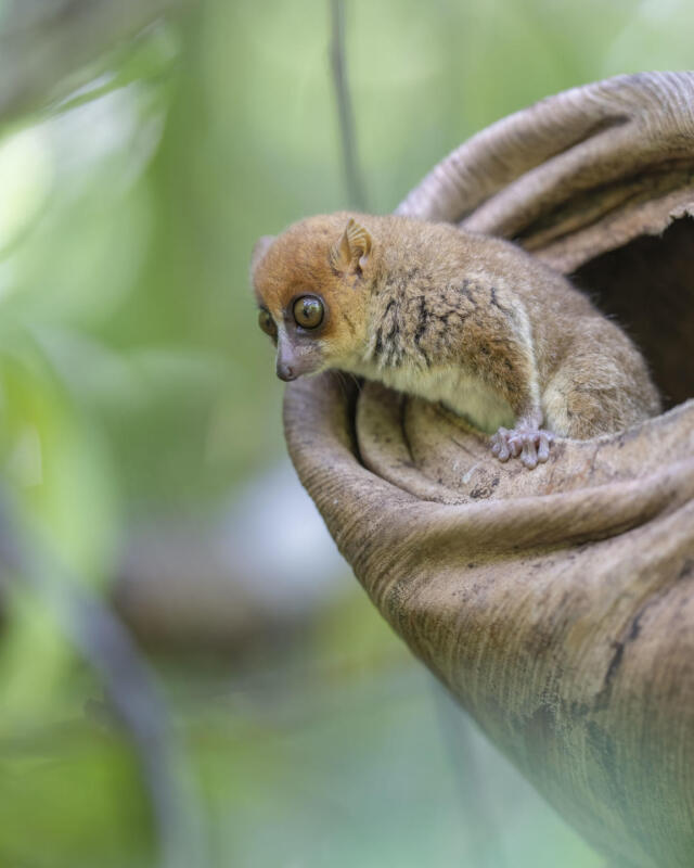 Cedarberg Travel | Time + Tide Tsara Komba