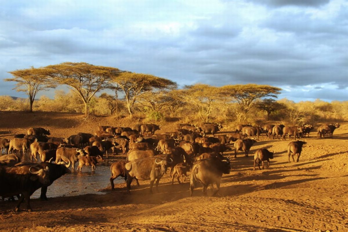 Cedarberg Travel | Thanda Tented Camp