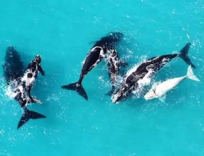 Aerial Flights for whale watching in Hermanus