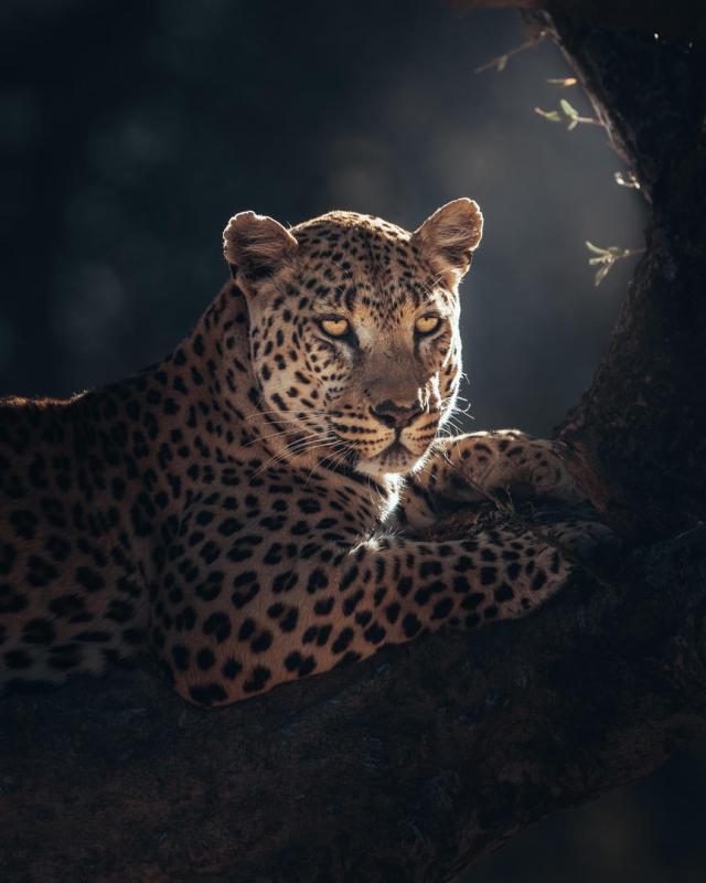 Cedarberg Travel | Okonjima Luxury Bush Lodge