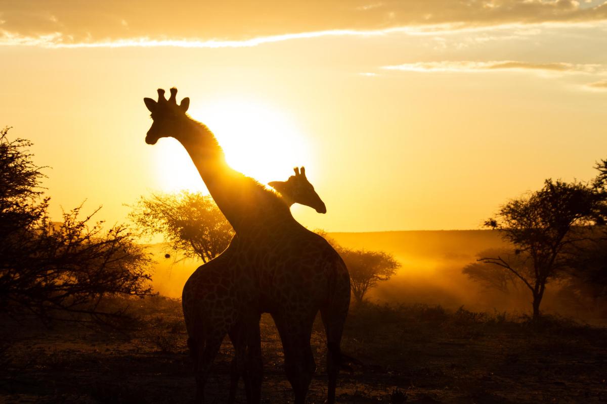 Cedarberg Travel | Okonjima Luxury Bush Lodge