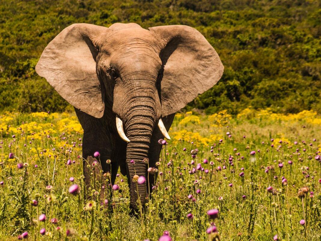 Cedarberg Travel | Woodall Country House & Spa