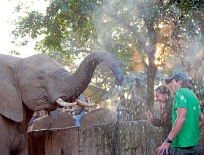 Elephant-Whispers-sprayed-by-the-playfull-african-elephant-700