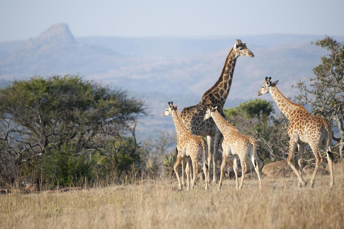 Cedarberg Travel | Fugitives' Drift Lodge