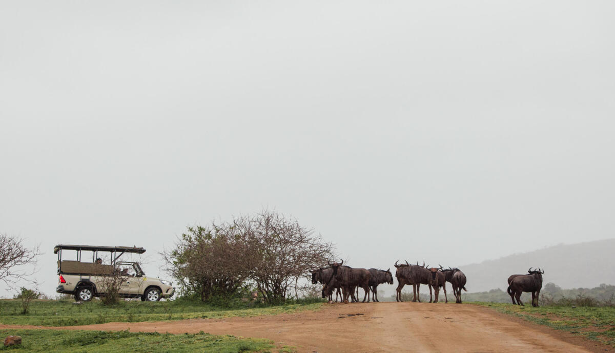 Cedarberg Travel | Rhino Ridge Safari Lodge