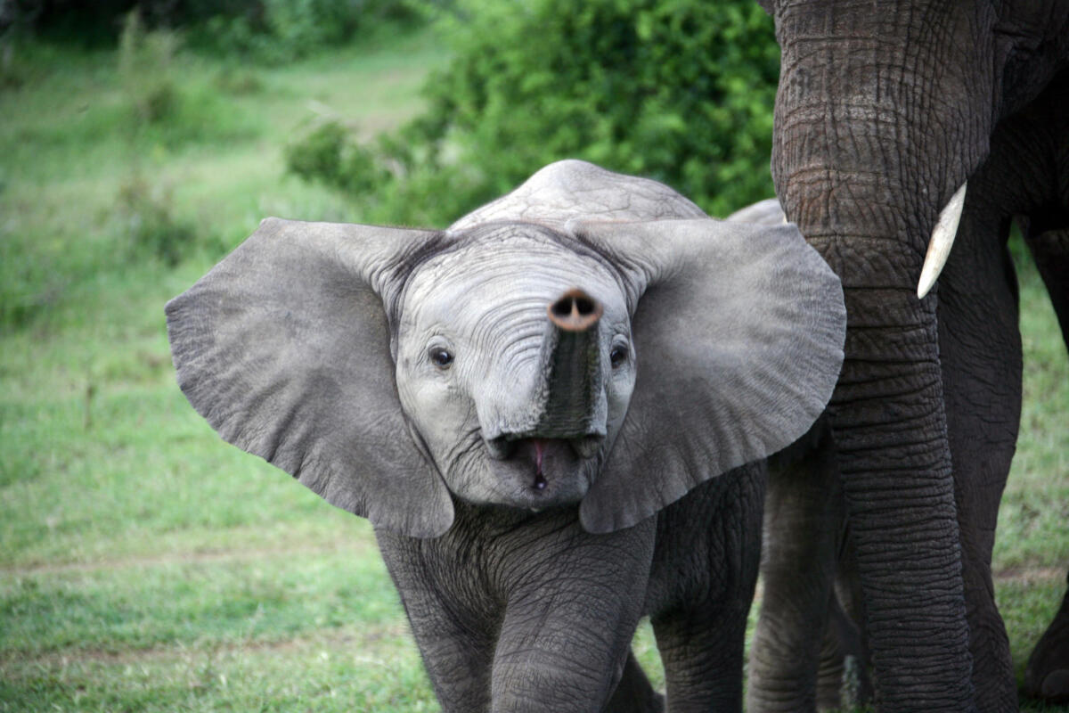 Cedarberg Travel | Amakhala HillsNek Safari Camp