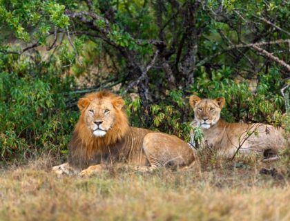 Lions in Ol Pejeta