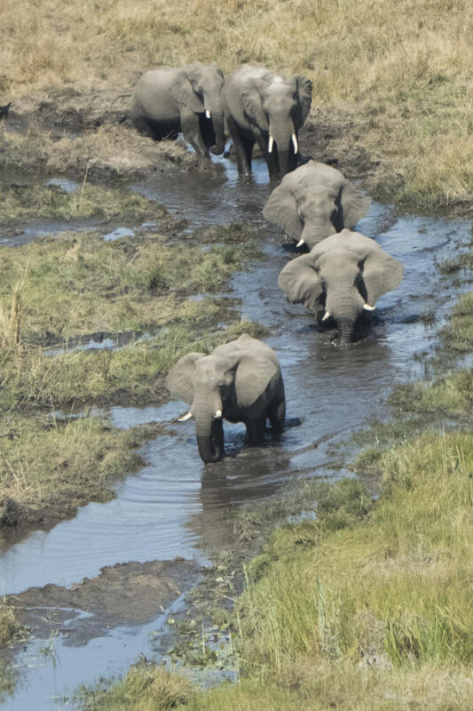 Cedarberg Travel | Linyanti Ebony Camp