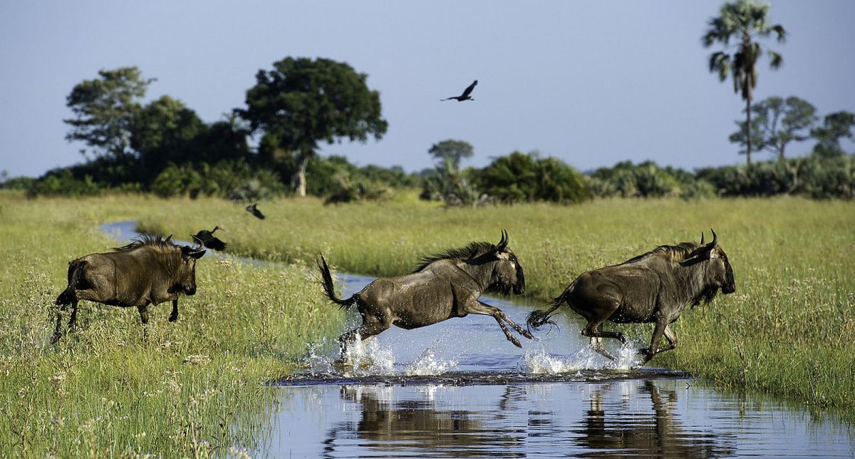 Okavango-delta-wildebeest-no-source-NAS408-1600