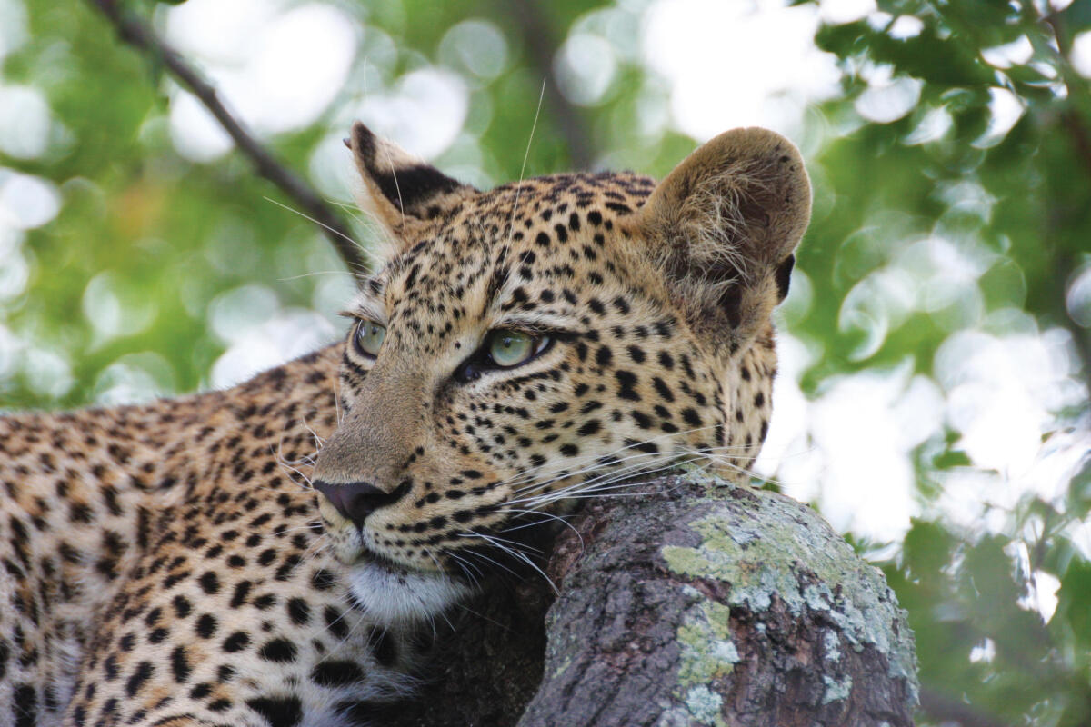 Cedarberg Travel | Marataba Safari Lodge